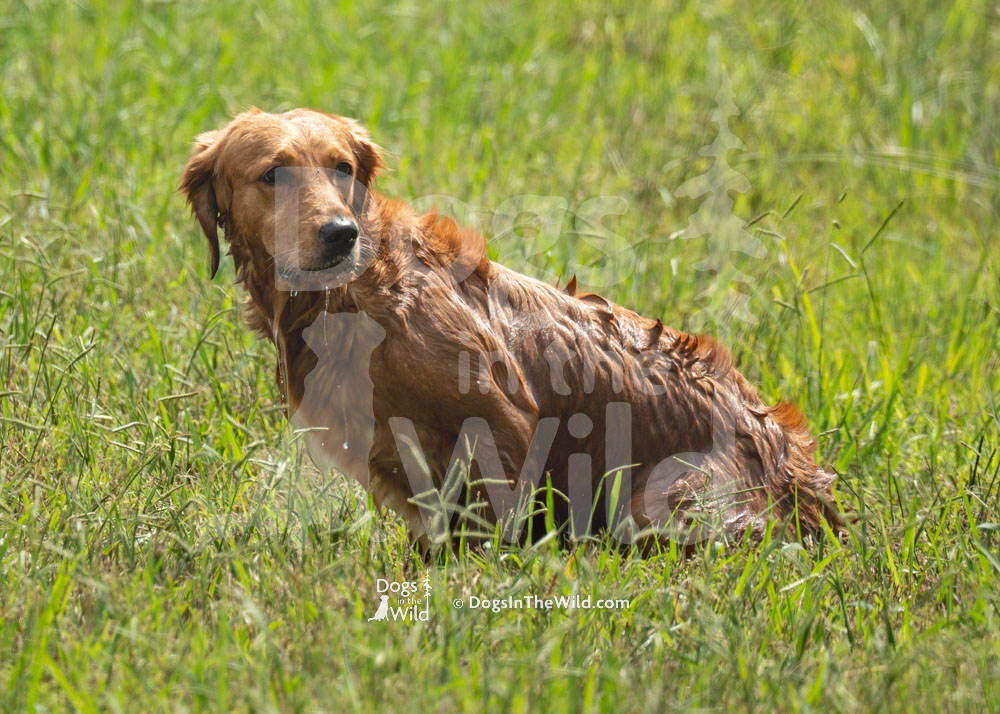 Vicci Trublood of Tomahawk (Sookie), Golden Retriever, Hunt Test