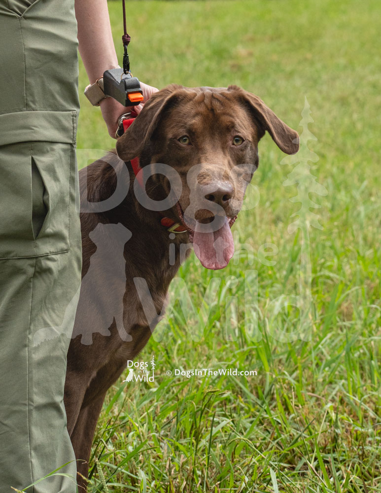 Angel's Ember Fired Remington, Chocolate Lab, Hunt Test Photos