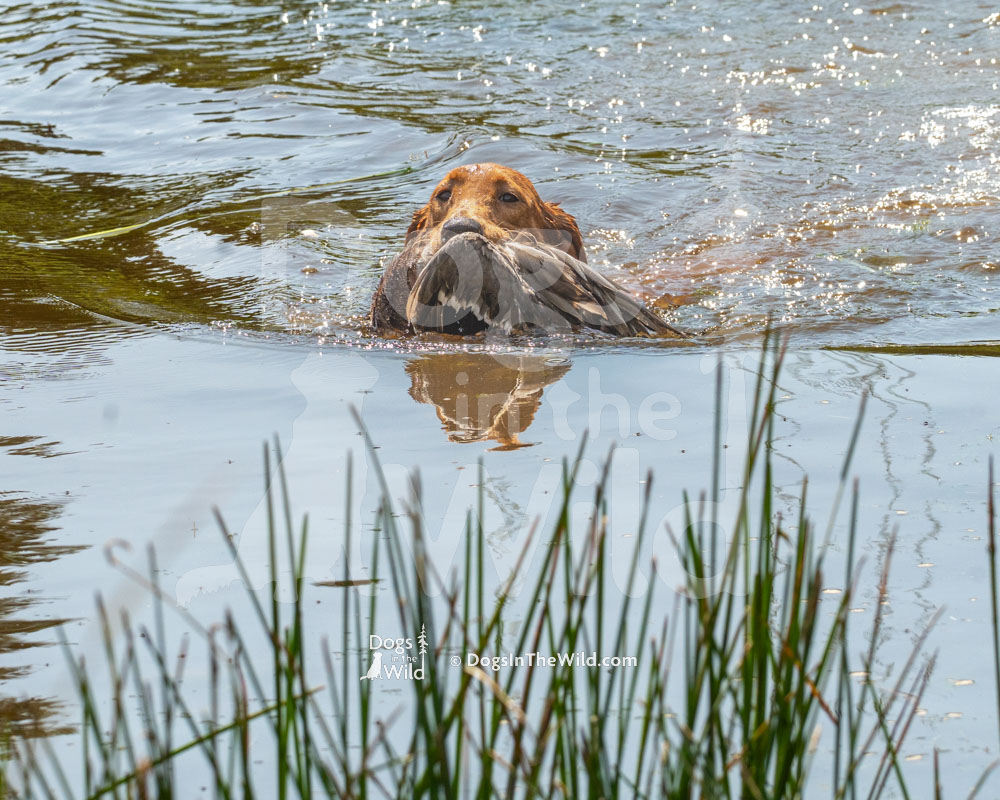 STORM'S RED HOT FIRECRACKER, Fox Red Lab, Hunt Test Photos
