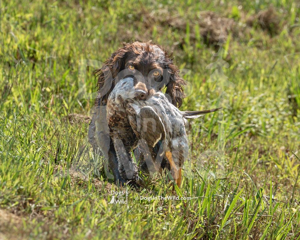 ATPR Justacarolinagirl Legacy Lane, Lainey, Boykin Spaniel, Hunt Test