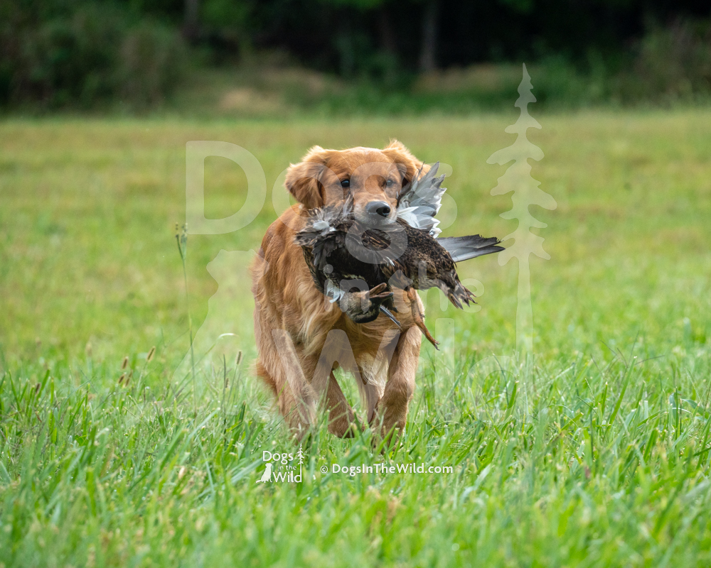 Up Beat's Rockin' Heartbreaker, Bennie, Golden Retriever