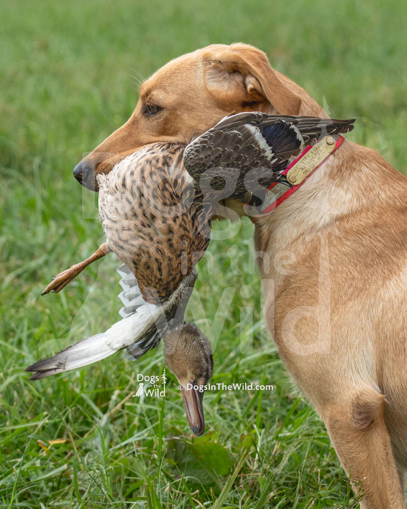 Echo's Southern Call II, Yellow Lab, Hunt Test Photos