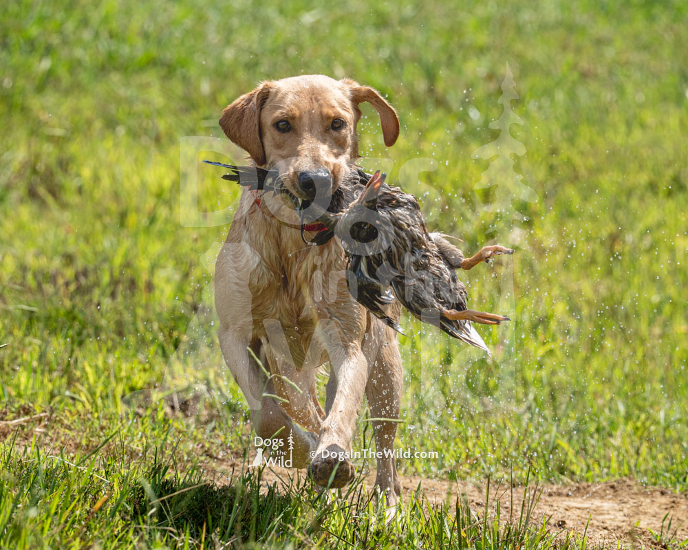 Dutchman's I'm Your Huckleberry, Doc, Yellow Lab