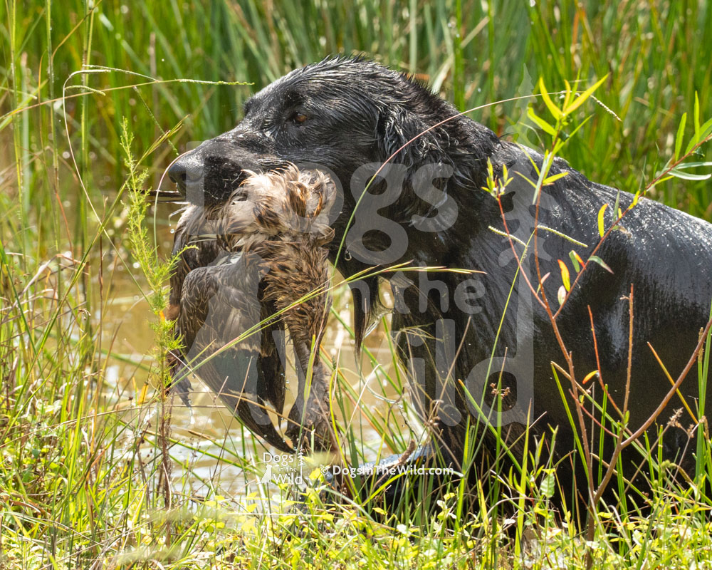 Magnolia's Noaa Tempest, Flat Coat Retriever, Hunt Test Photos
