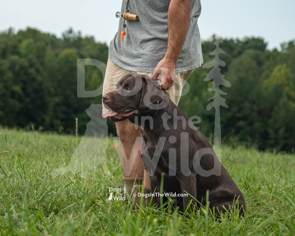 Chocolate Lab, Oakley’s Timber Burnin’ Ember, North Carolina Hunt Test Photography