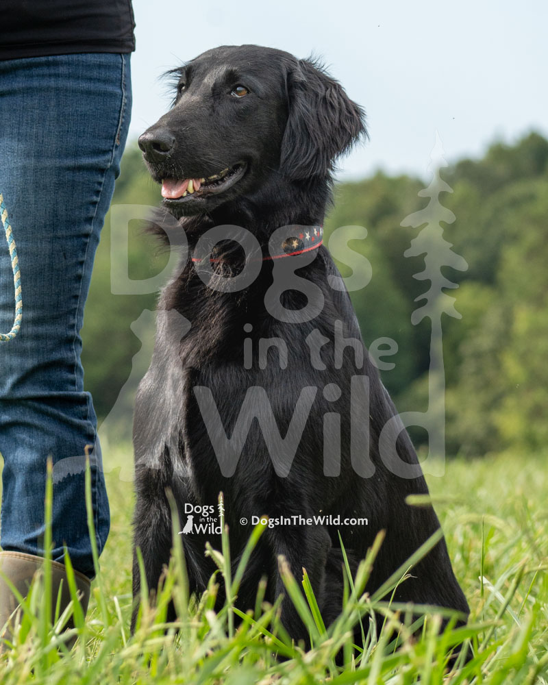 Brighton Coastal Storm Delilah, Flat Coat Retriever