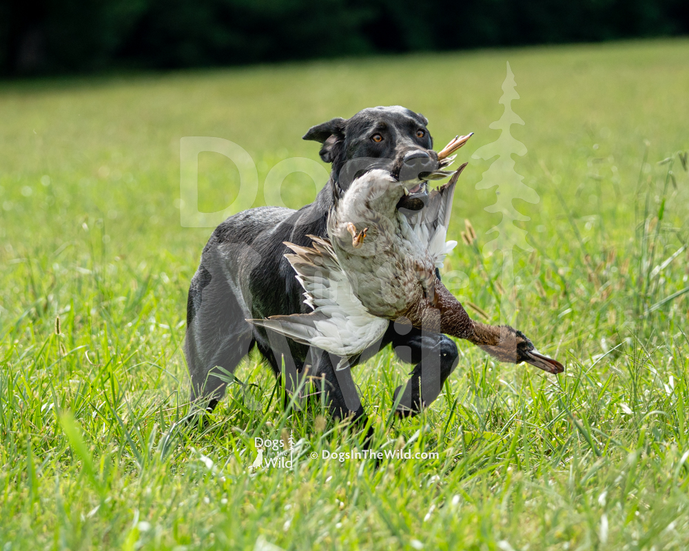 Millie May Magnolia Caudle. Black Lab, Hunt Test Photos