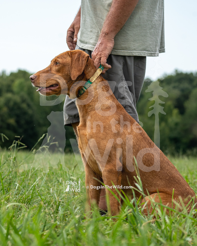 PURPLE RAYNE OVER THE MARSH, Red Labrador, Hunt Test Photography