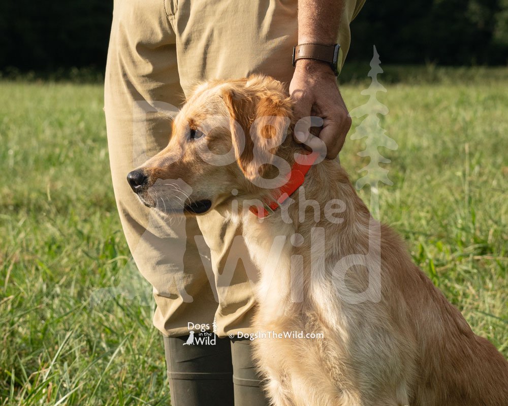 PBG's Off to see the wizard, Dorothy, Golden Retriever, North Carolina