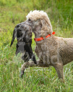 Yadkin River Retriever Club - 2026 Hunt Test