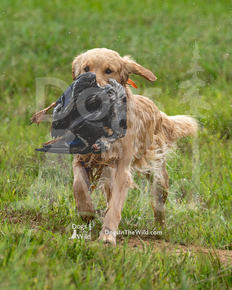 Golden Retriever, Yadkin River Retriever Club Hunt Test, North Carolina