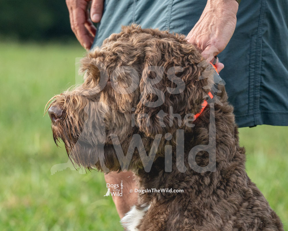 Silverbay-Ethelred A Perfect Wave, Tiko, Barbet, Hunt Test Photos