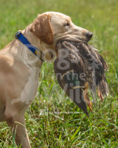 Old Dominion Retriever Club - 2026 Fall Hunt Test
