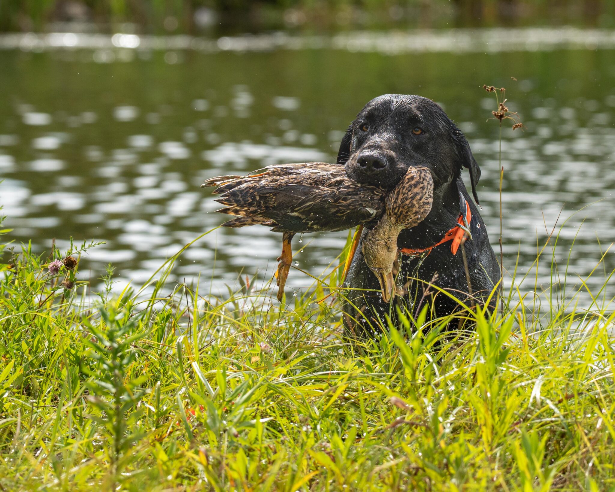 black lab ducking hunting, hunt test photos by Mike Hosier