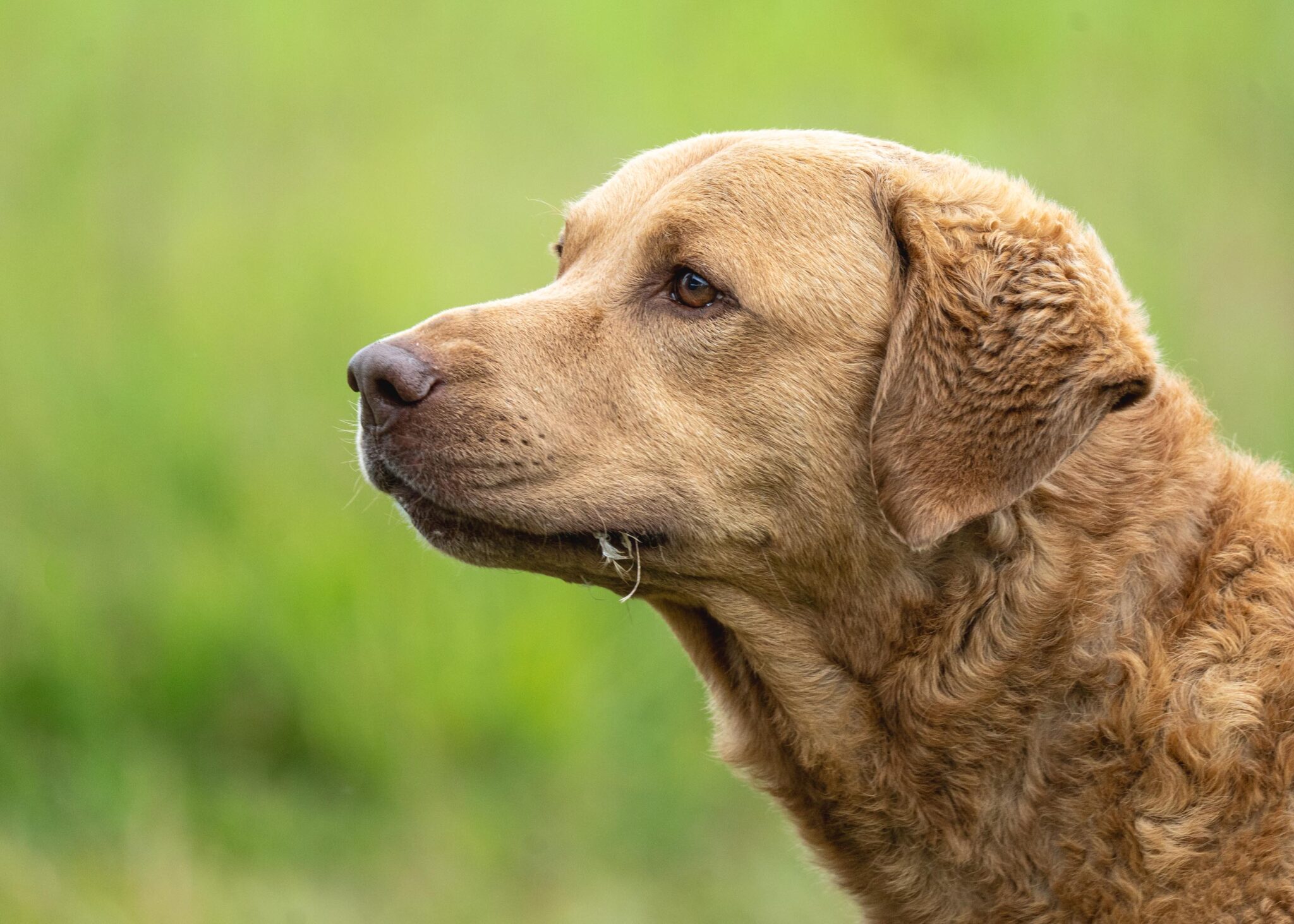 Chesapeake bay retriever, gun dog, photography by Mike Hosier