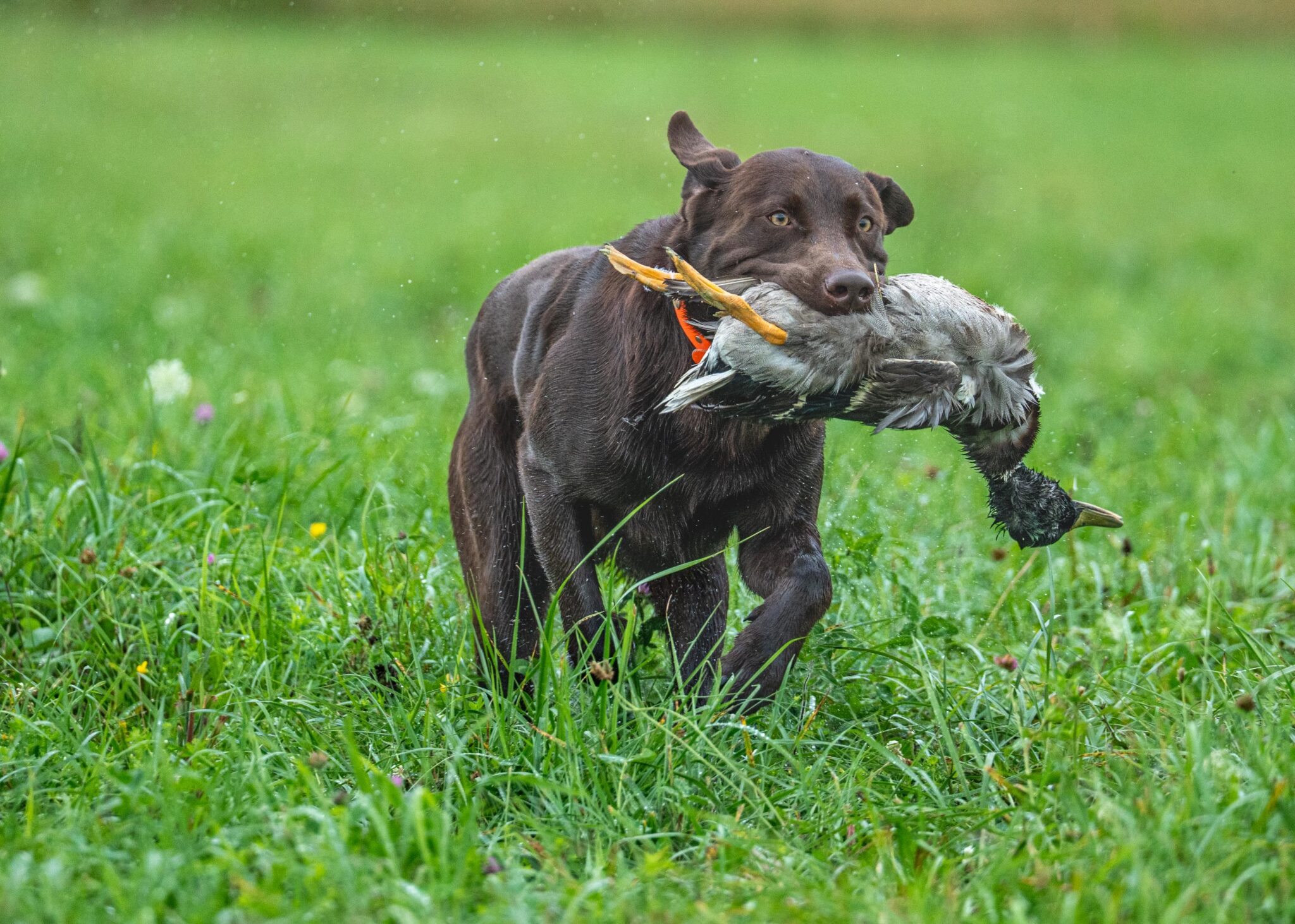 chocolate Labrador gun dog, retriever photography by Mike Hosier