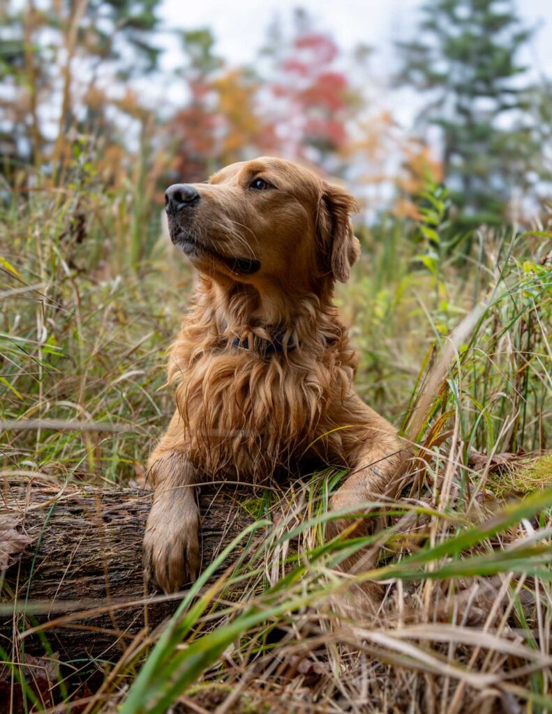 Fall Golden Retriever Portraits in Maine