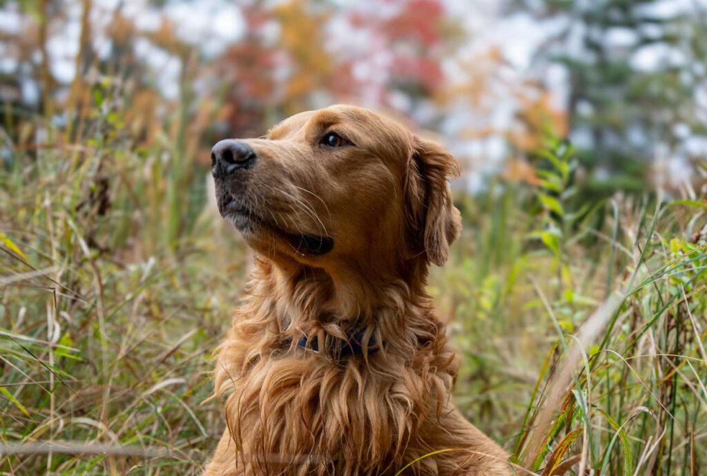 Fall Golden Retriever Portraits in Maine