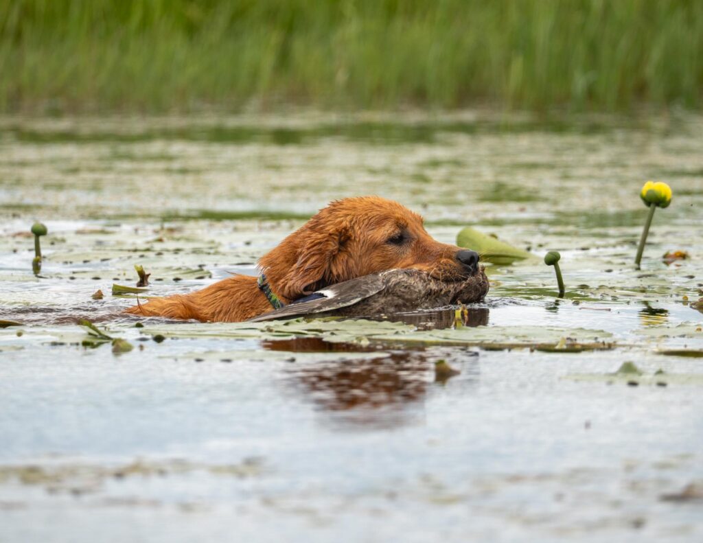 hunt test photography by mike hosier, Maine Golden Retriever