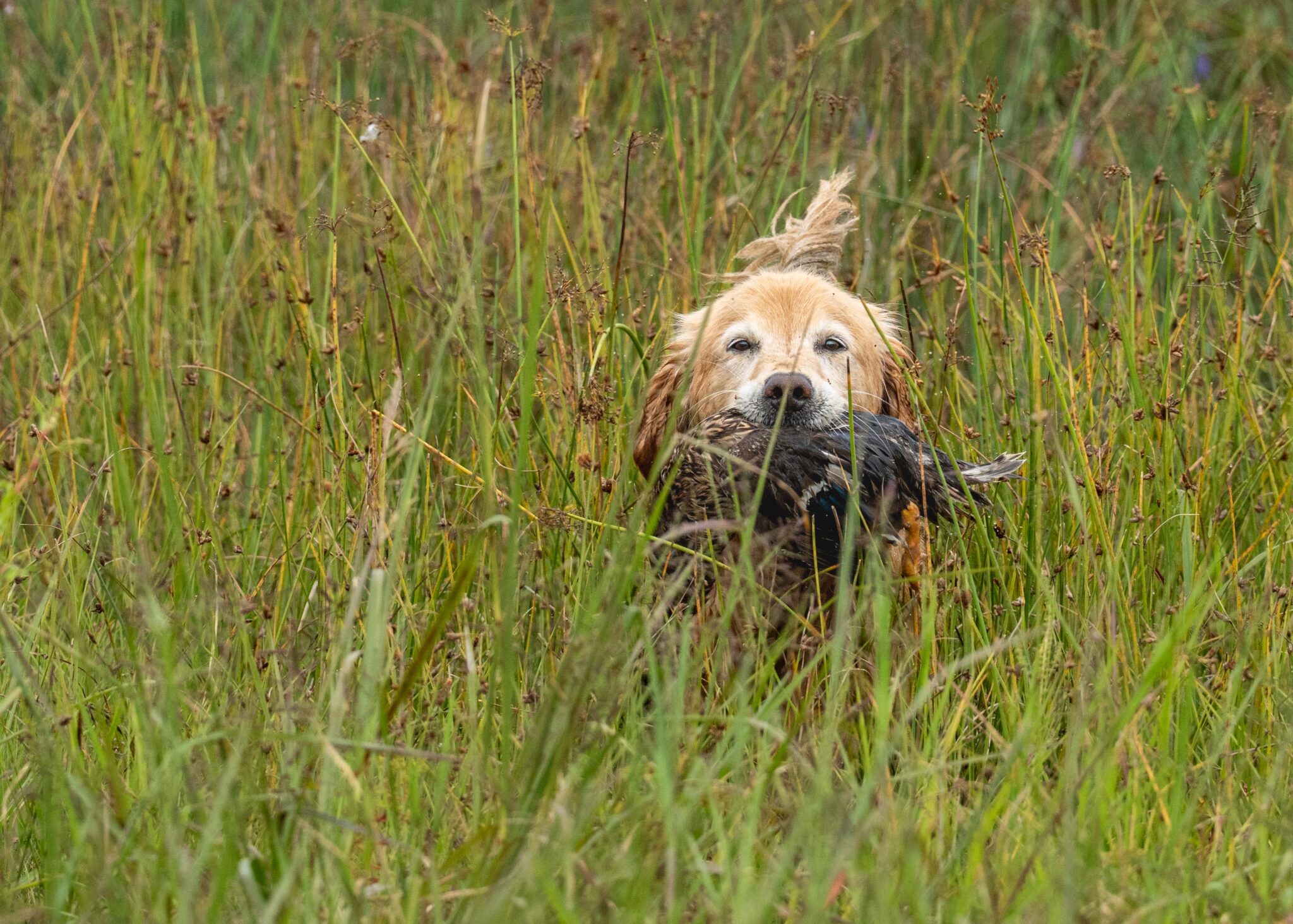 golden retriever, gun dog photography by Mike Hosier