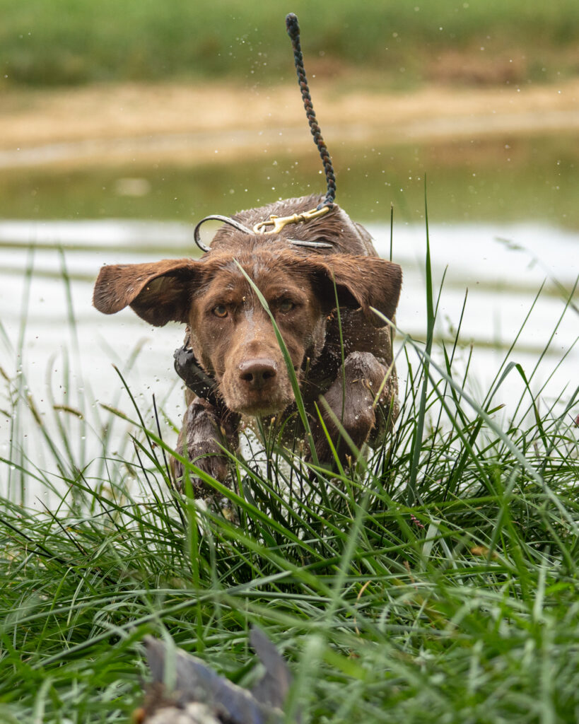 chocolate lab, gun dog, photography by mike hosier