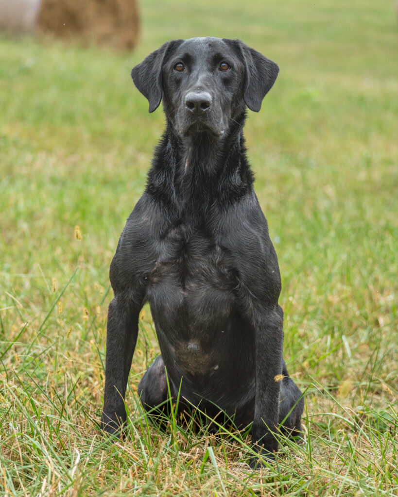 black lab, gun dog, photography by mike hosier