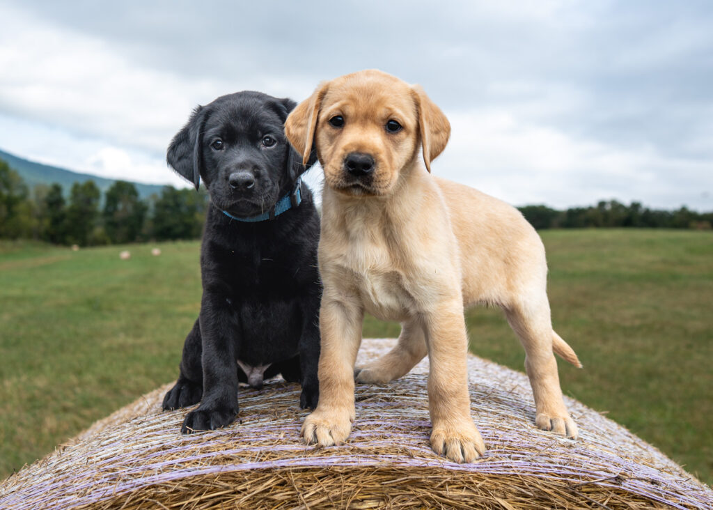 lab puppies, gun dog, photography by mike hosier