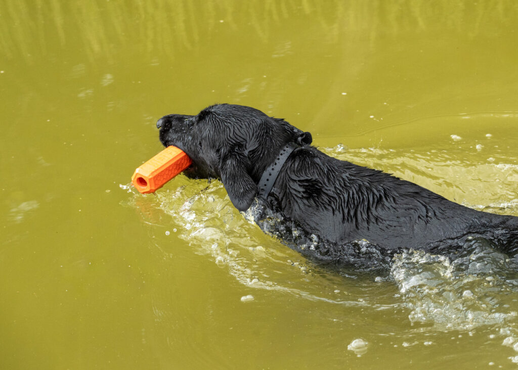 swimming Labrador retriever, gun dog, photography by mike hosier