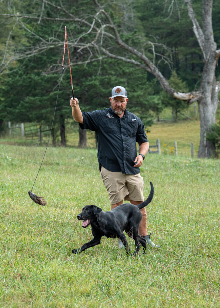 retriever trainer working flirt pole, photography by mike hosier