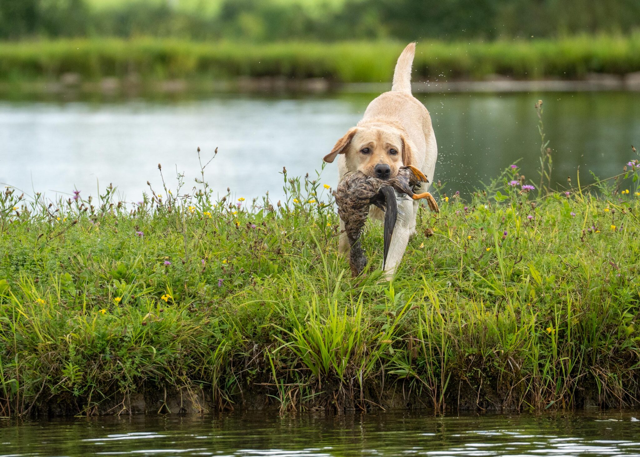 yellow lab ducking hunting, retriever hunt test photos by Mike Hosier