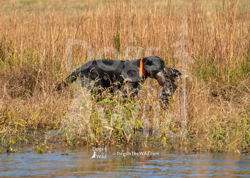Labrador Retriever, Rockycreek's Splashing Along The Trail