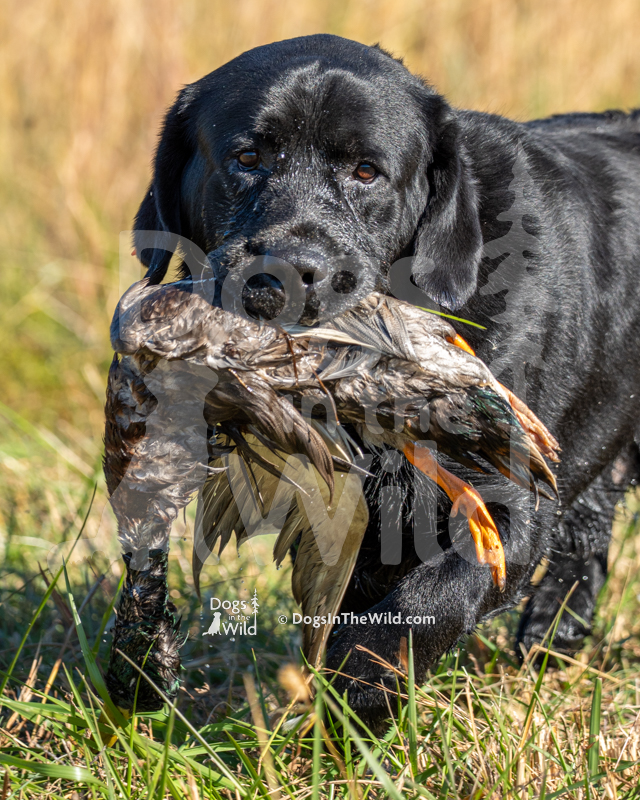Labrador Retriever, Rockycreek & Chrismill Thunder Paws