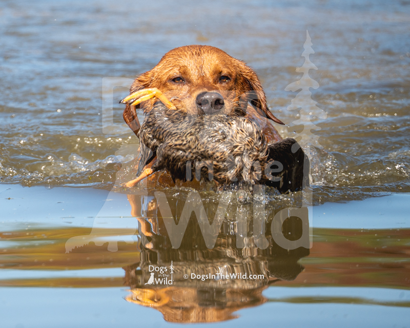 Labrador Retriever, Indian River’s Red Ryder