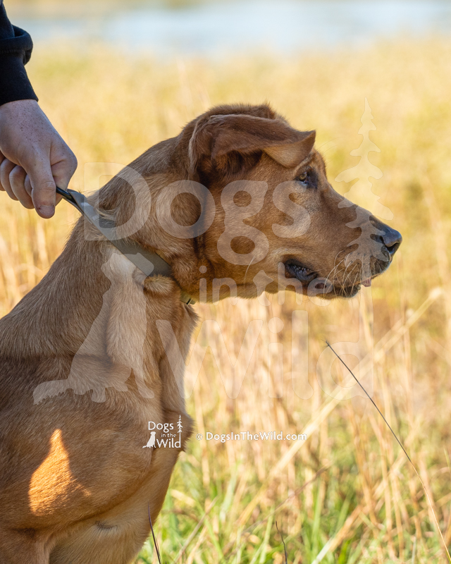 Labrador Retriever, D&S Greedy Tate