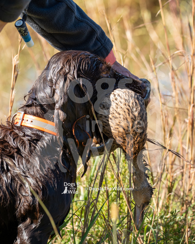 Boykin Spaniel, Amberfield Rstarz Clemson Bleu