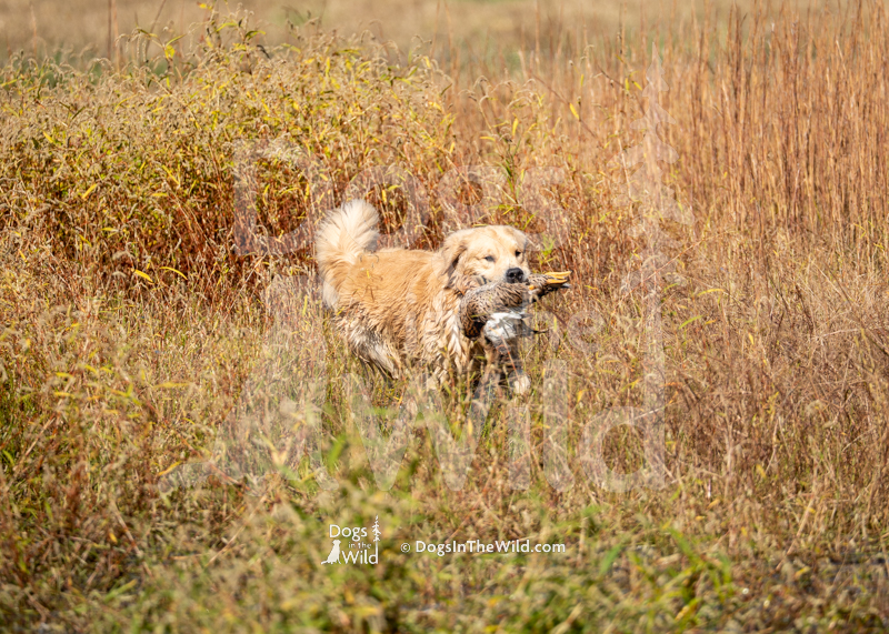 Golden Retriever, Chrysanthos Emery’s Premium Pappy Best Served Neat