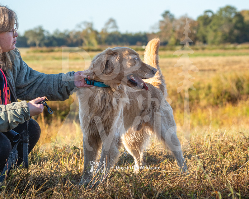 Golden Retriever, The Trust Buster