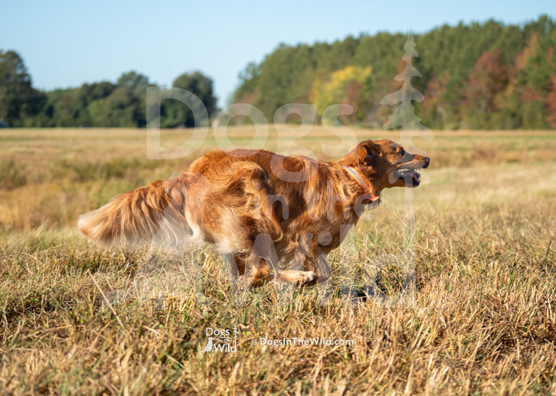 Golden Retriever, Silver Lining's Barrel of Laughs