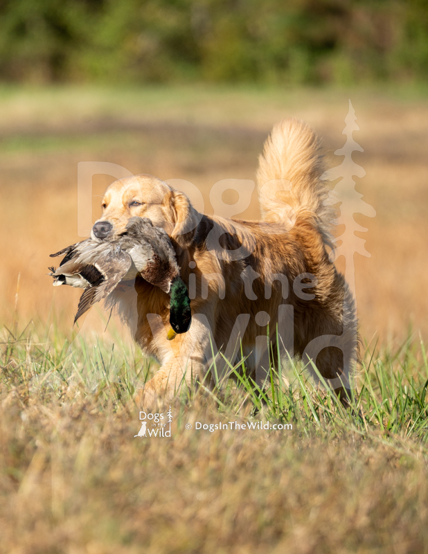 Golden Retriever, Wingate's Cash Is King