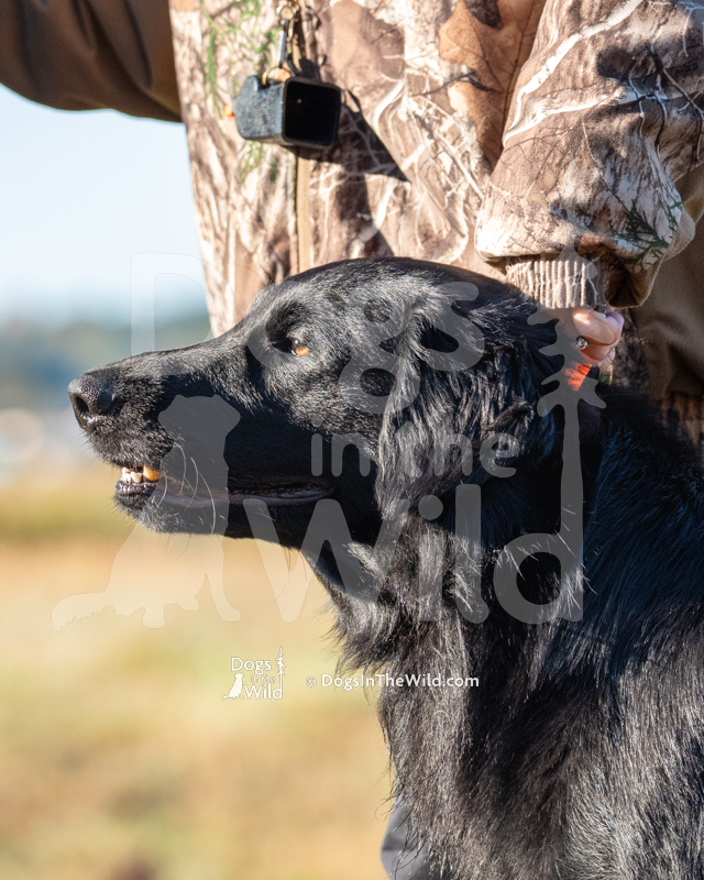 Flat-Coated Retriever, Argon's Braveheart