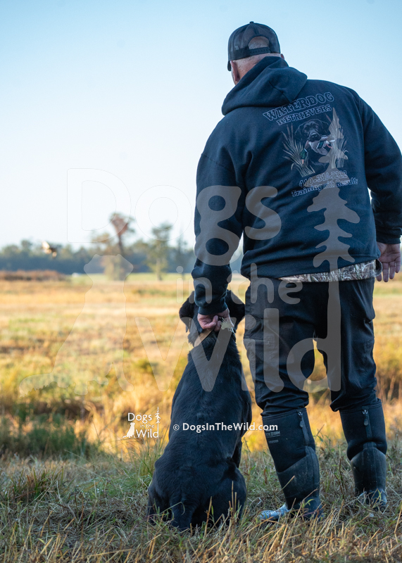 Labrador Retriever, outlaw's okiaya littleton