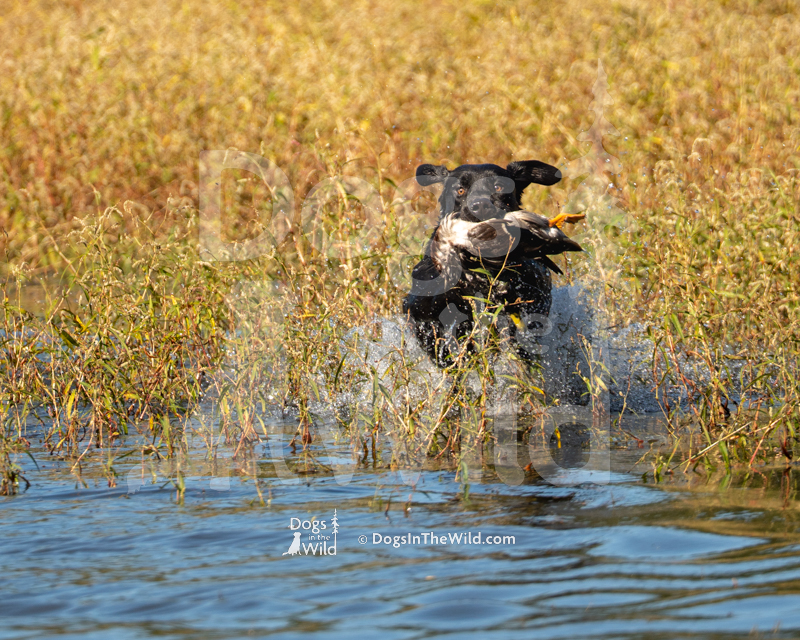 Labrador Retriever, outlaw's okiaya littleton