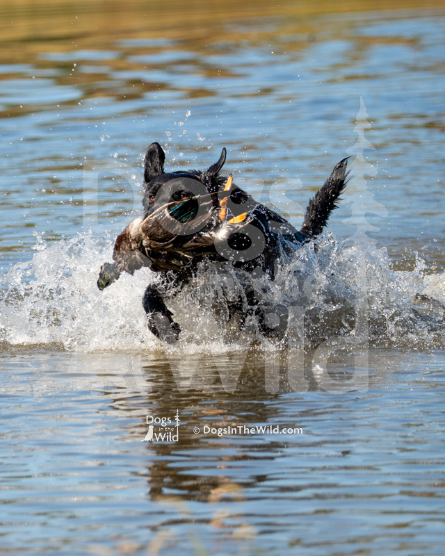 Labrador Retriever, outlaw's okiaya littleton