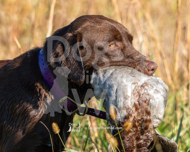 Labrador Retriever, Cresthill's Hazelnut Butter Sandwich