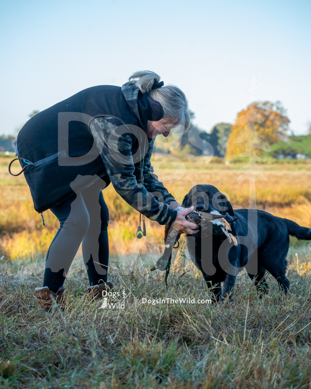 Labrador Retriever, Paradigm Daisy Cutter