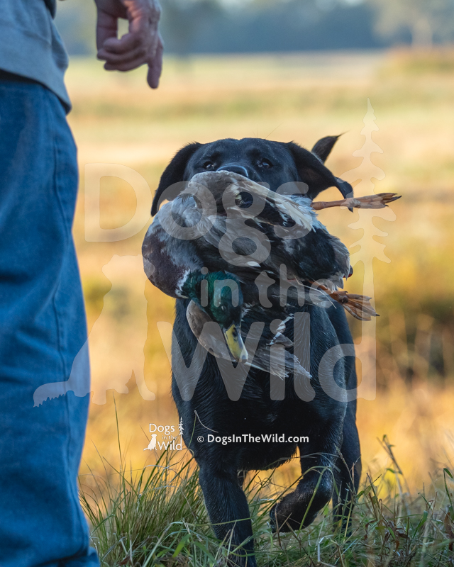 Labrador Retriever, Creek Lane Duffy