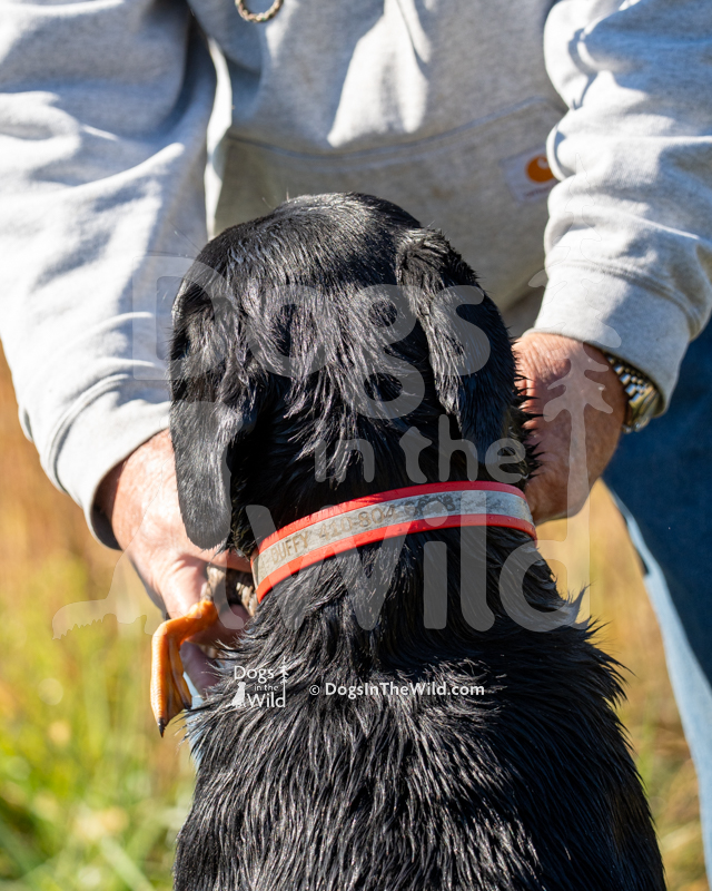 Labrador Retriever, Creek Lane Duffy