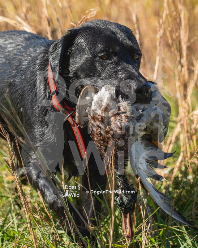 Labrador Retriever, Creek Lane Duffy