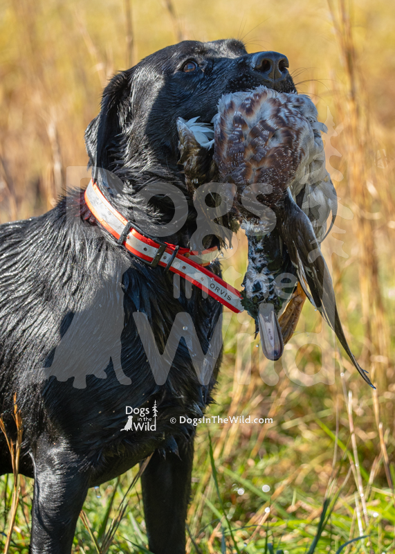 Labrador Retriever, Creek Lane Duffy