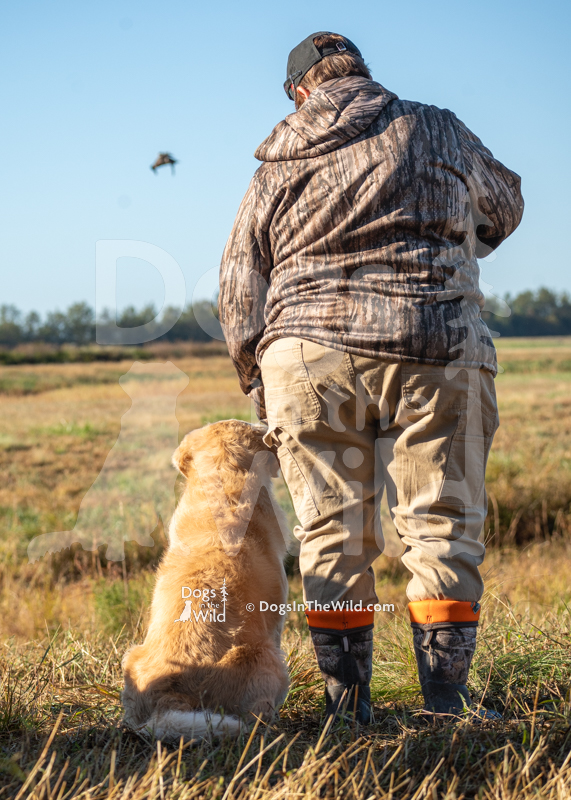 Golden Retriever, Golden Joy's Holiday Road, Griswold